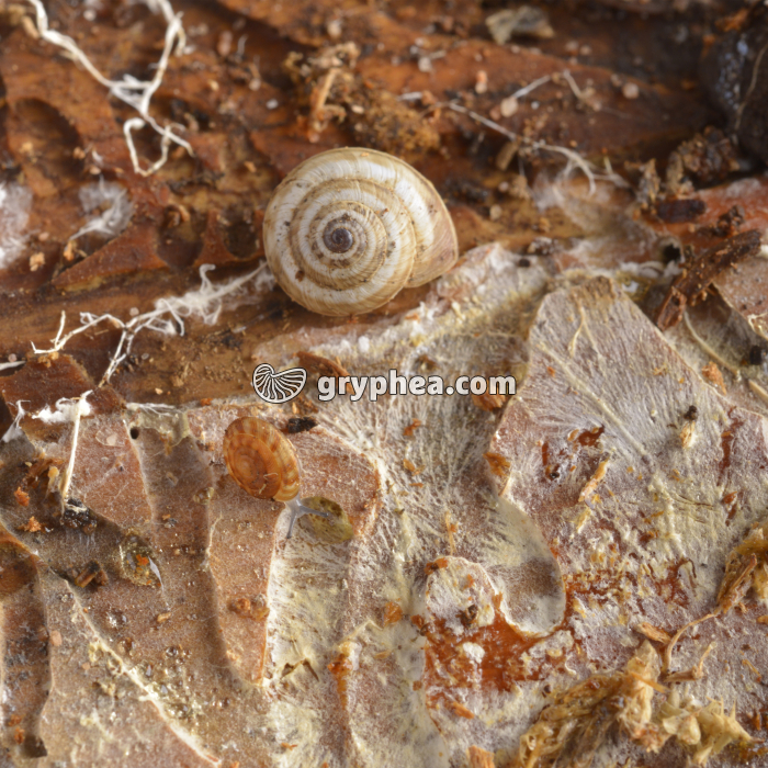 Mycélium forestier décomposant une feuille morte - gryphea.com